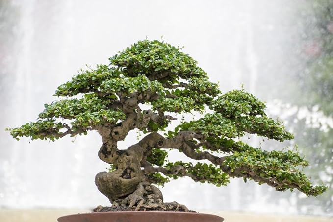 Gardenera Professional Bonsai Soil Potting Mix - Optimal Balance for Healthy Bonsai Growth and Nutrient Retention - 1 Quart