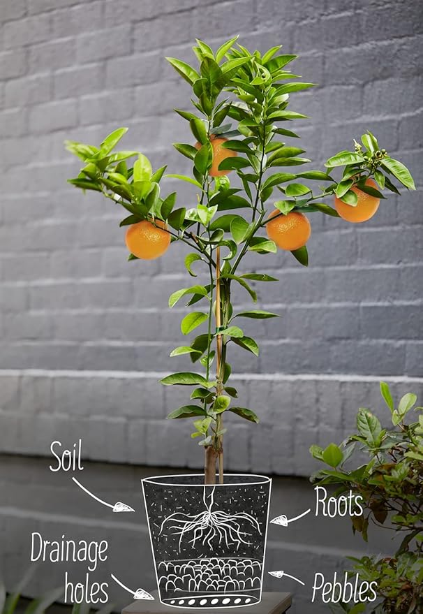 GARDENERA Citrus Tree Potting Soil Mix, Special Blend for Indoor Oranges, Lemons, Limes and More - (3 Quart Bag)
