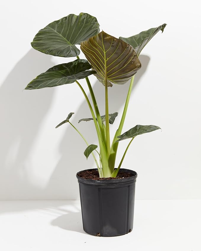 Gardenera Elephant Ear Plant Potting Soil - All-Natural Blend for Thriving Alokasia Plants - Promotes Healthy Root Penetration and Nutrient Uptake - 10 Quart