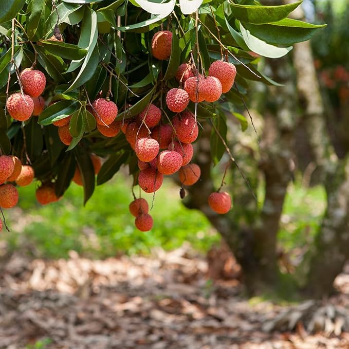 GARDENERA Premium Lychee Potting Soil Mix - Perfect Balance of Nutrients, Drainage, and Aeration for Thriving Lychee Trees - 3 Quart