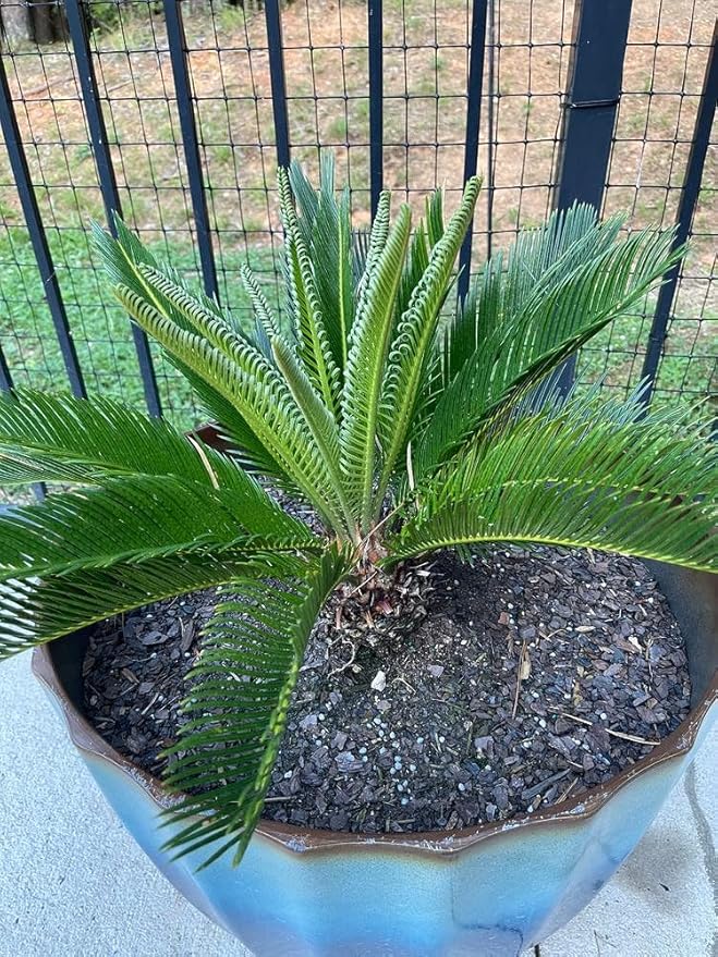 Gardenera SOGO Palm Plant Potting Soil - All-Natural Blend for Thriving SOGO Palm Plants - Boosts Root Health and Distinctive Form - 10 Quart