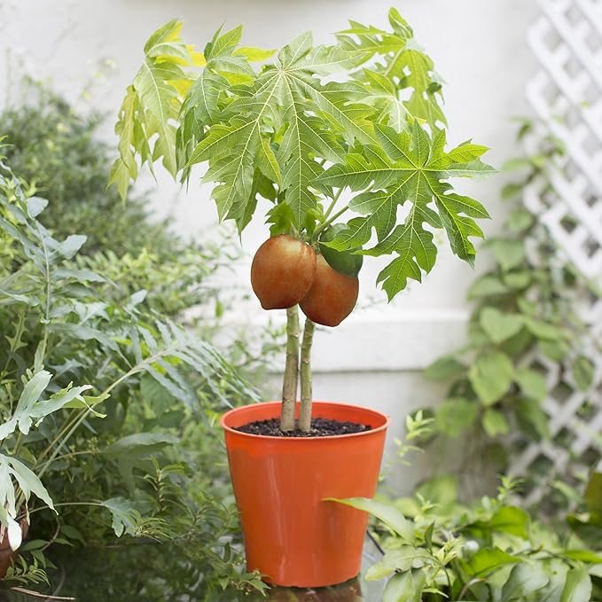 Gardenera Premium Peach Potting Soil Mix - Optimal Nutrient-Rich Blend for Thriving and Juicy Peaches - 20 Quart