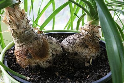 Gardenera Nolina Potting Mix - Promote Strong Roots and Captivating Form with Our Premium Blend - 4 Quart