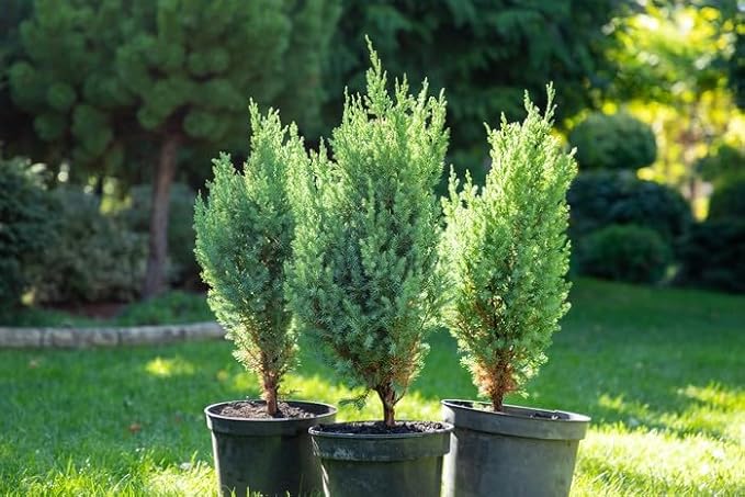 GARDENERA Premium Juniper Potting Soil Mix - Perfect Balance of Nutrients, Drainage, and Aeration for Healthy Juniper Trees - 5 Quart