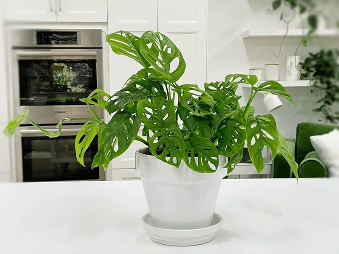Gardenera Premium Swiss Cheese Plant Potting Mix - Monstera Deliciosa Blend for Optimal Nutrients and Drainage for Healthy Growth - 5 Quart