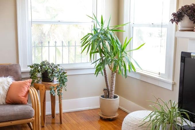 Gardenera's Premium Peace Lily Potting Mix : Hand-Crafted for Optimal Growth and Health - [3-Quart Bag]