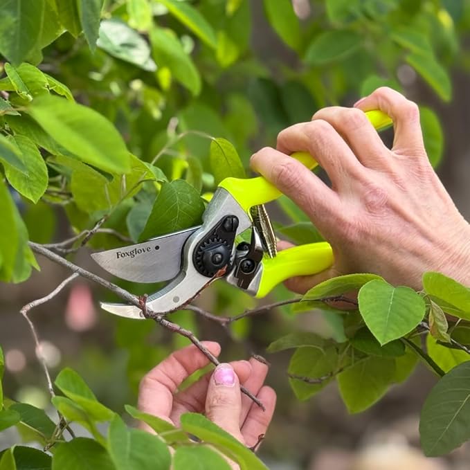 Foxglove 8.5" Pruning Shears ??Professional Garden Shears & Bypass Hand Pruners with Japanese SK5 High Carbon Steel Blades, Heavy Duty Garden Clippers & Gardening Tools