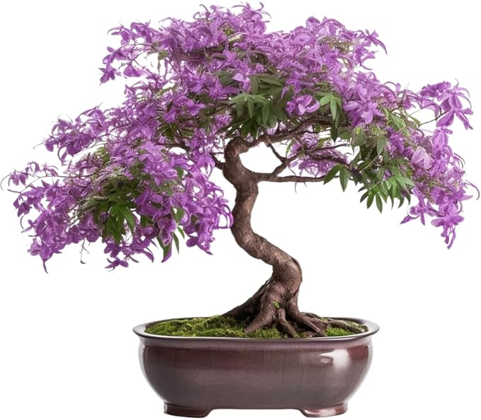 Bonsai Starter Kit ??Growing Jacaranda Bonzai Tree | Complete Indoor Tree Kit for Growing Plants with Tools & Planter ??Gardening Gifts for Mother, Women & Men