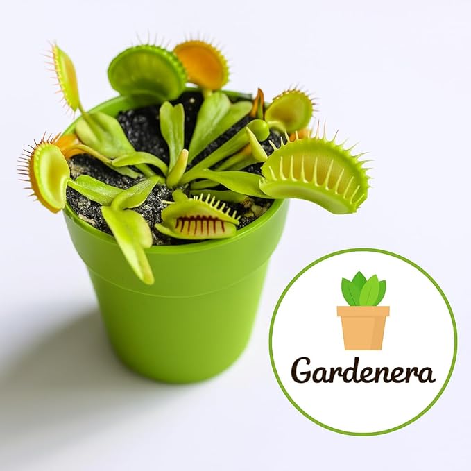 GARDENERA Sphagnum Moss Potting Mix for Carnivorous Plants, Moss and Perlite Blend for Potting Venus Fly Traps, Sarracenia, Pitcher Plants - 75% Sphagnum Moss + 25% Perlite - Made in USA - 5 Quart