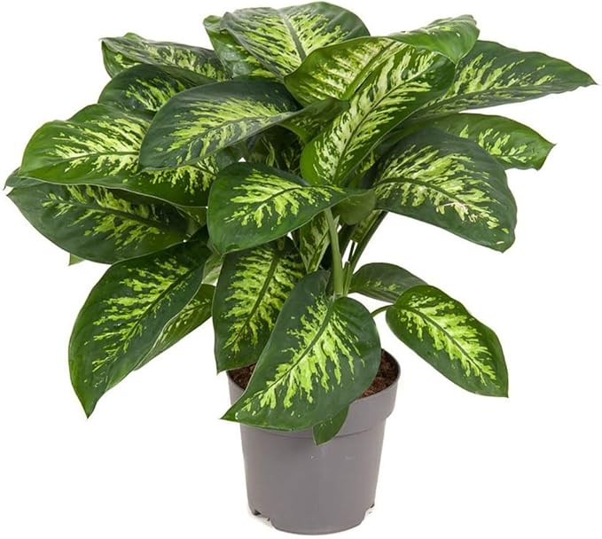 Gardenera Premium DIEFFENBACHIA Potting Soil Mix - Ideal for Growing Robust and Healthy Dieffenbachia - 1 Quart