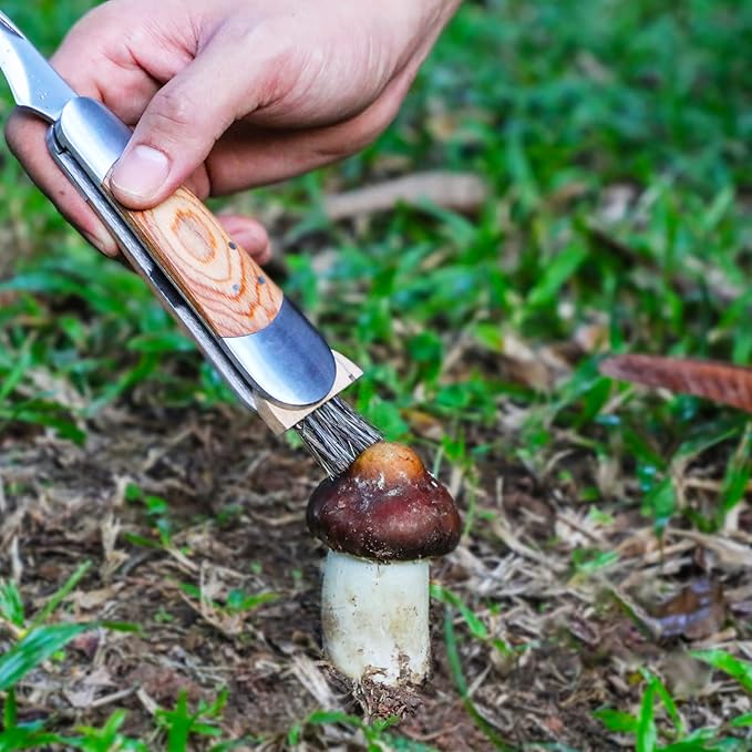Mushroom Knife with Brush and Sheath, Curved Stainless Steel Blade, Hardwood Handle, 7.06 Inch Folding Design, for Morels, Porcini, Chanterelles, Foraging Mushroom Gifts