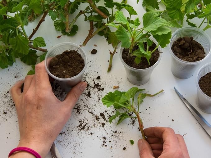 Gardenera Plant Propagation Premium Potting Mix: 100% Natural Ingredients for Optimal Growth - 1 Quart