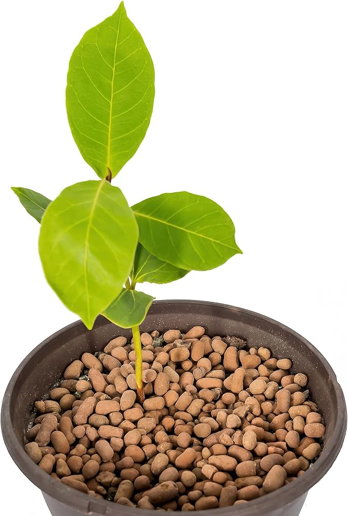 Gardenera Expanded Clay Pebbles for Plants ??4mm-16mm LECA Balls | 100% Natural Hydroton Clay for Drainage, Hydroponics, Aquaponics, Terrariums, Orchids & Indoor Plant Growing Medium - 3 Quarts