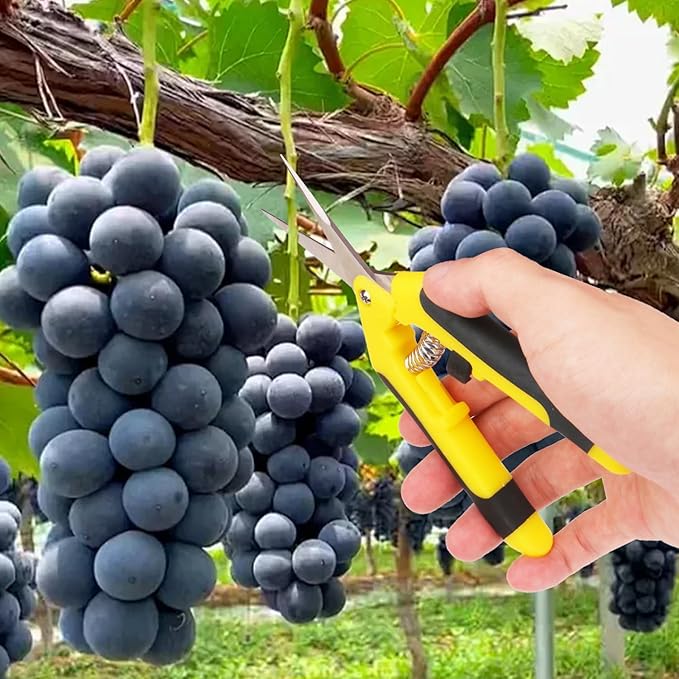 20 Pack 6.5 Inch Garden Pruning Scissors, Hand Pruner with Stainless Steel Blades, Sharp Point Gardening Shears Cutter, Gardening Pruning Shear, Supplies & Accessories(Yellow)