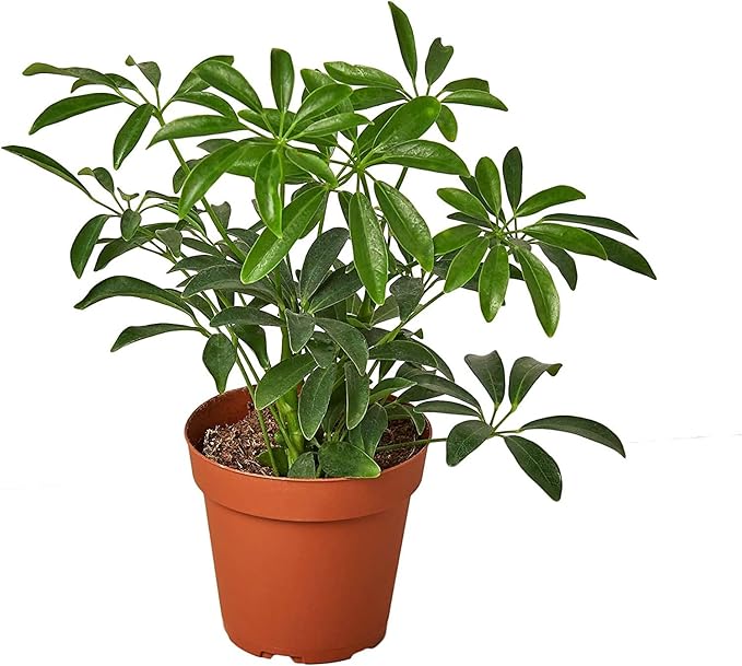 Gardenera Umbrella Plant Premium Potting Mix - 20 Quart - Nourish Your Plants with Nature's Finest Ingredients (4 Bags of 5 QT)