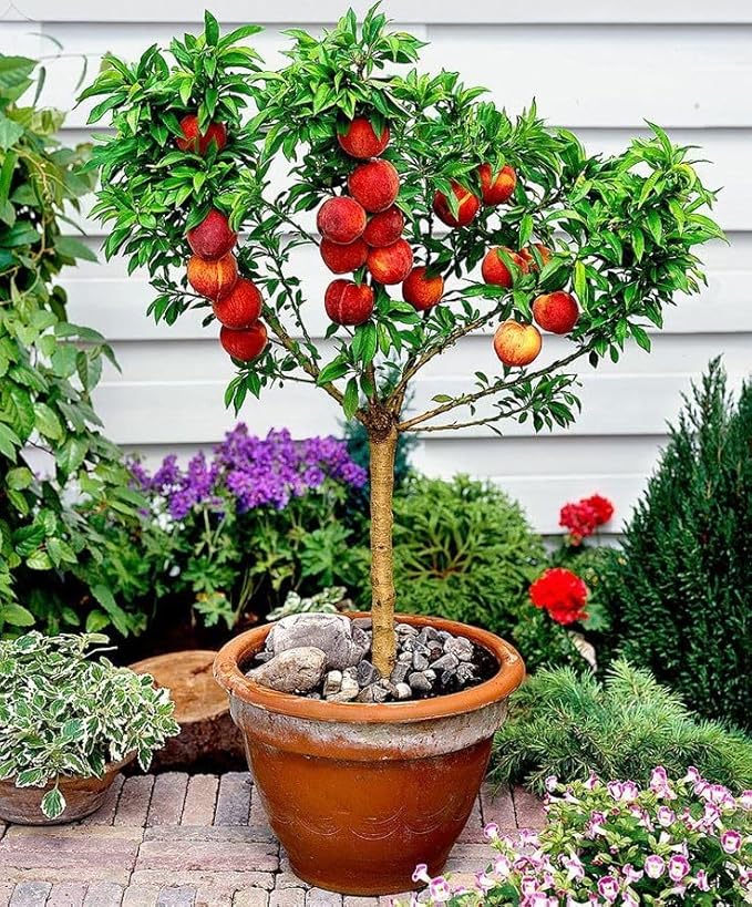 Gardenera Premium Peach Potting Soil Mix - Optimal Nutrient-Rich Blend for Thriving and Juicy Peaches - 20 Quart