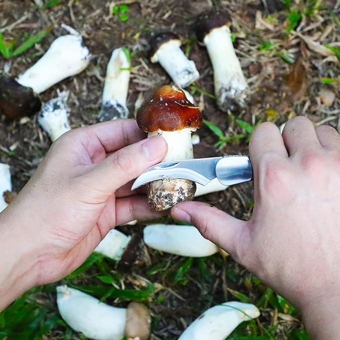 Mushroom Knife with Brush and Sheath, Curved Stainless Steel Blade, Hardwood Handle, 7.1 Inch Folding Design, for Morels, Porcini, Chanterelles, Foraging Mushroom Gifts