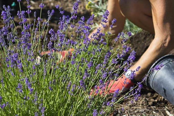 Gardenera Lavender Potting Mix - Crafted for Superior Performance and Fragrance - 10 QUARTS