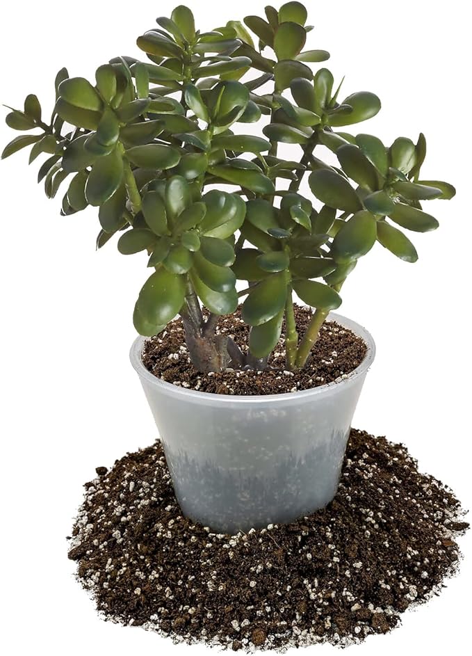 GARDENERA Premium Jade Plant Potting Soil Mix - 20 Quart (4 Bags of 5 Quart)