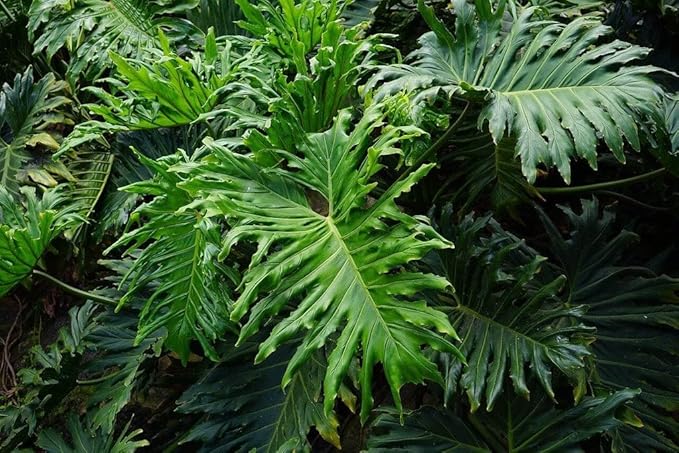 Gardenera Split Leaf Philodendron Potting Mix - Retains Moisture and Prevents Root Rot - 5 Quart
