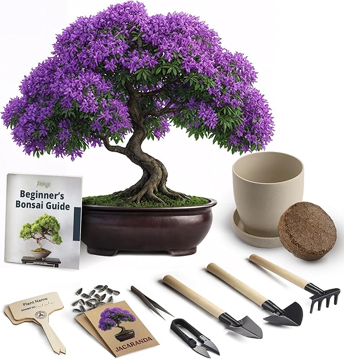 Bonsai Starter Kit ??Growing Jacaranda Bonzai Tree | Complete Indoor Tree Kit for Growing Plants with Tools & Planter ??Gardening Gifts for Mother, Women & Men