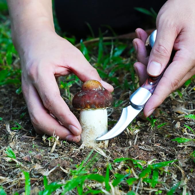 Mushroom Knife with Brush and Sheath, Curved Stainless Steel Blade, Hardwood Handle, 7.1 Inch Folding Design, for Morels, Porcini, Chanterelles, Foraging Mushroom Gifts