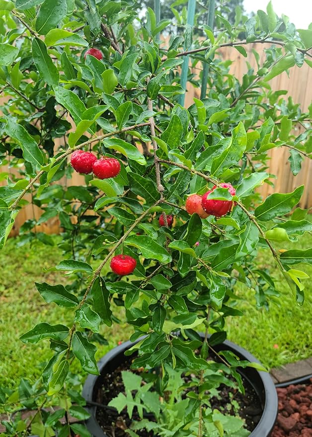 Gardenera Barbados Cherry Plant Potting Soil - All-Natural Blend for Thriving Cherry Plants - Boosts Root Health and Flavorful Harvests - 10 Quart
