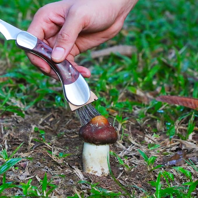 Mushroom Knife with Brush and Sheath, Curved Stainless Steel Blade, Hardwood Handle, 7.1 Inch Folding Design, for Morels, Porcini, Chanterelles, Foraging Mushroom Gifts